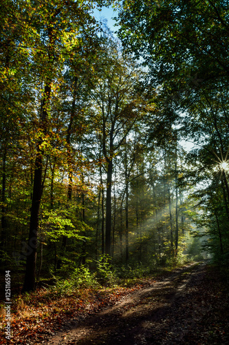 Herbstwald mit Morgensonne © stadelpeter