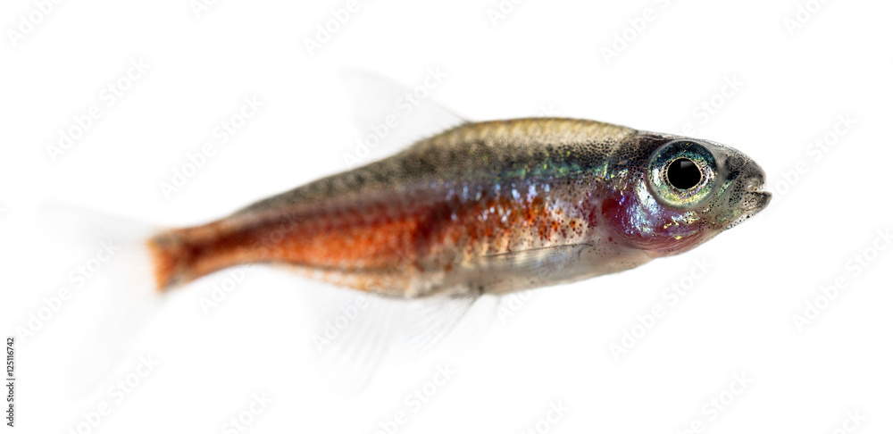 Side view of a cardinal tetra isolated on white