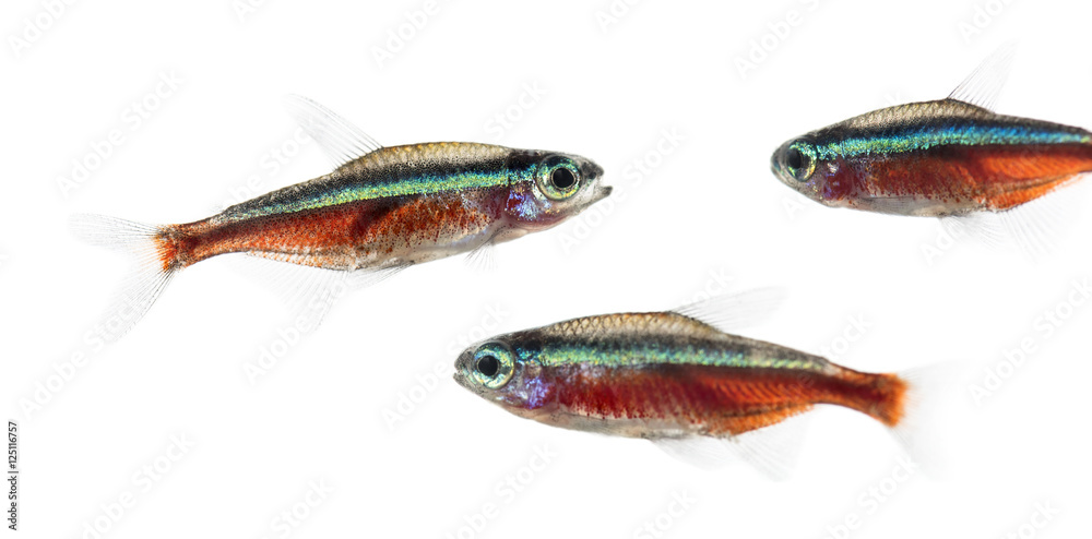Obraz premium Group of Cardinalis fish or cardinal tetra isolated on white