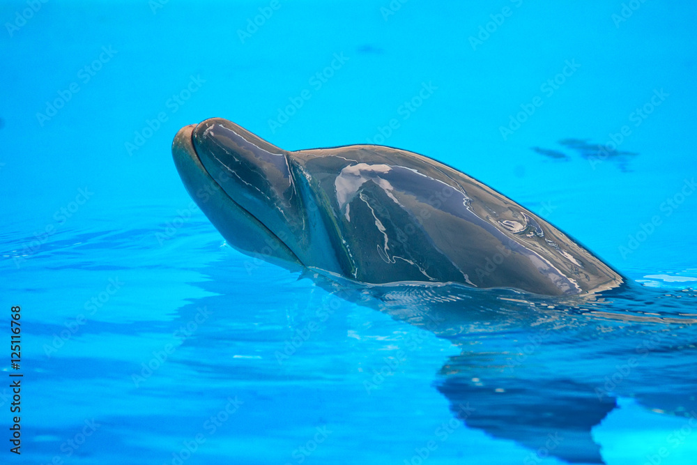 Obraz premium Common dolphin portrait