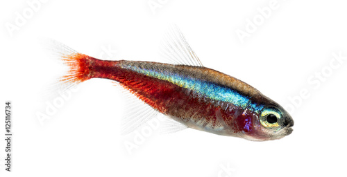 Side view of a cardinal tetra isolated on white