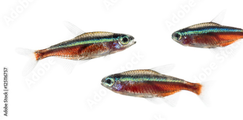 Group of Cardinalis fish or cardinal tetra isolated on white