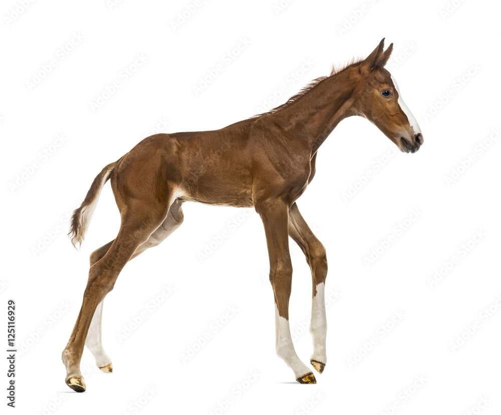 Foal trotting isolated on white Foal trotting isolated on white