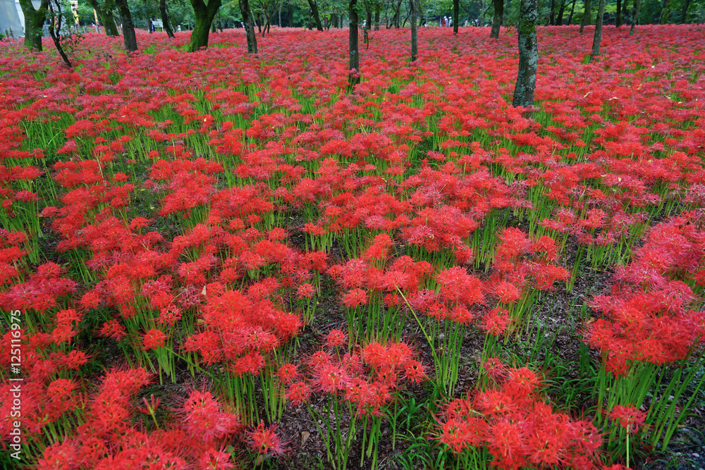 Cluster Amaryllis at Kinchakuda
