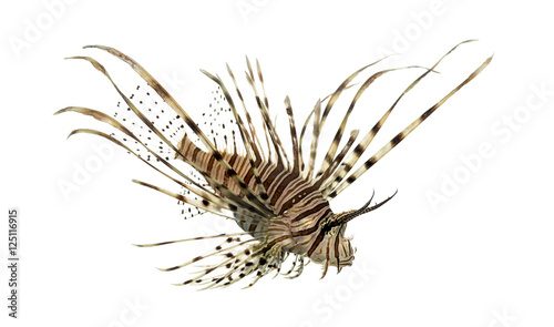 Side view of a red lionfish looking down