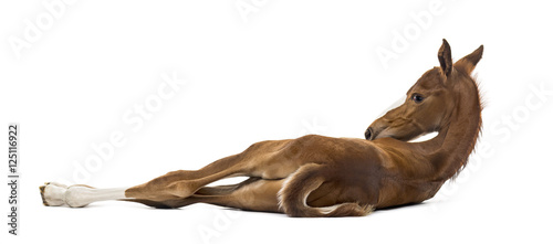 Foto Rear view of a foal lying on the side