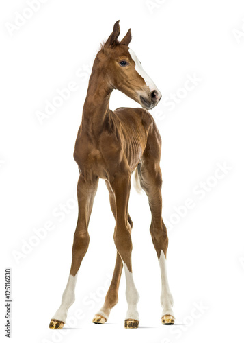 Fototapet Front view of a foal isolated on white