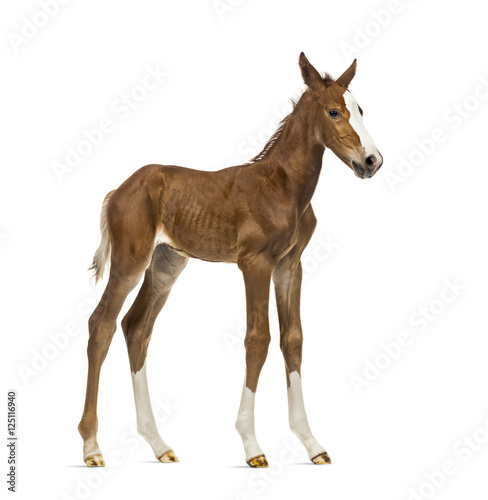 Side view of a foal isolated on white