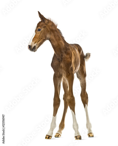 Foal looking away isolated on white