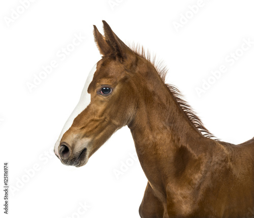 Side view of a close-up of a foal