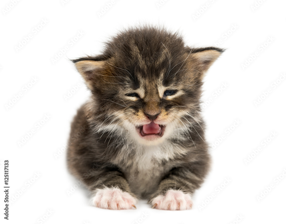 Obraz premium Cute Maine coon kitten meowing isolated on white