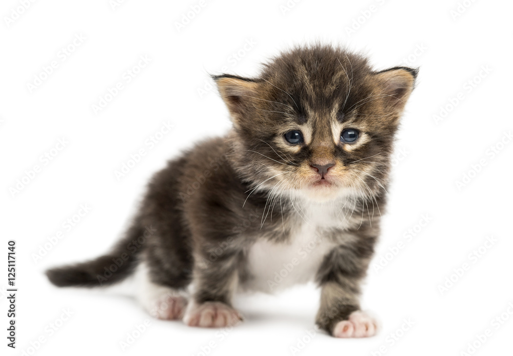 Maine coon kitten facing isolated on white