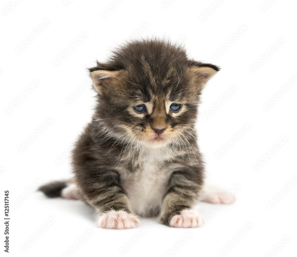 Maine coon kitten facing isolated on white