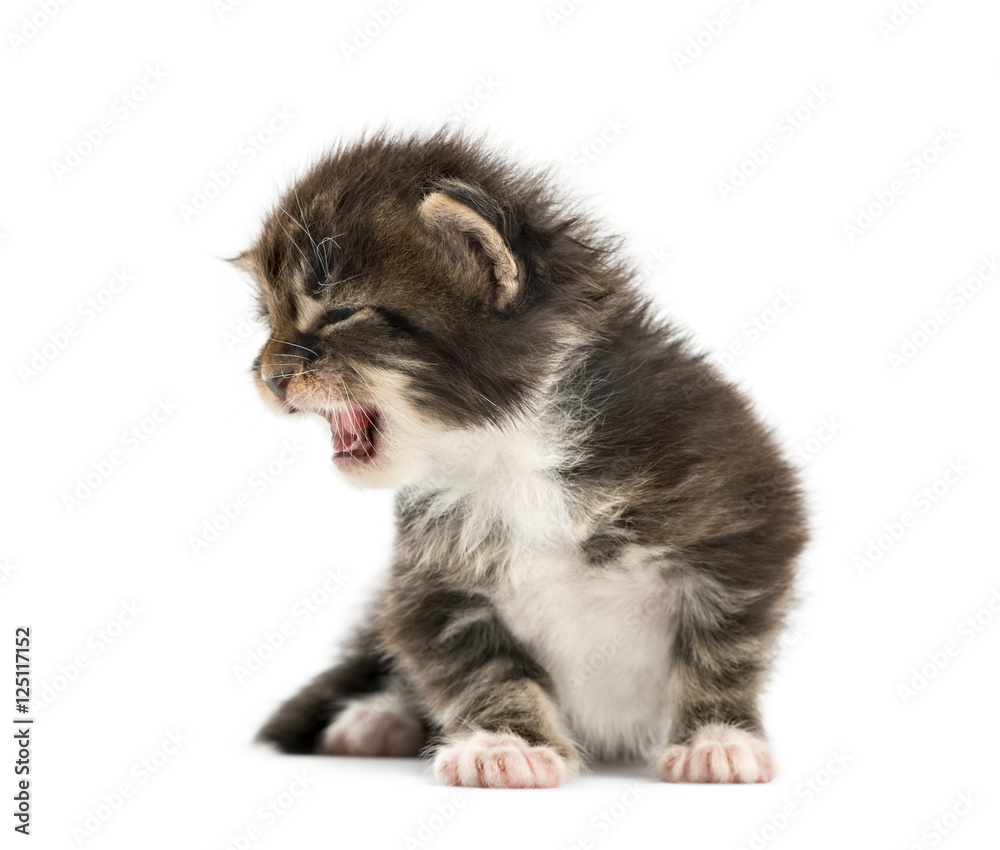 Fototapeta premium Maine coon kitten meowing isolated on white