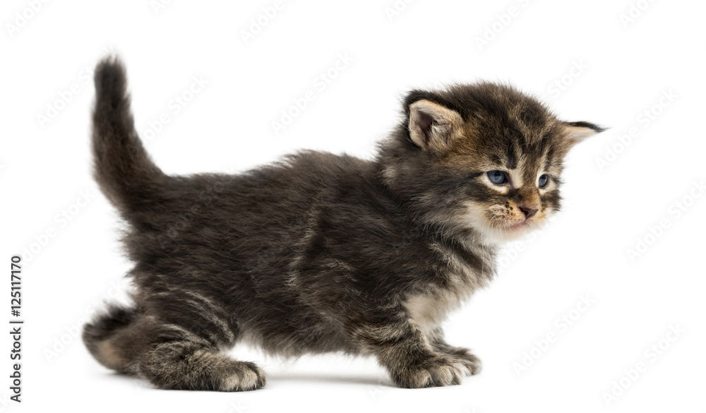 Side view of a Maine coon kitten isolated on white