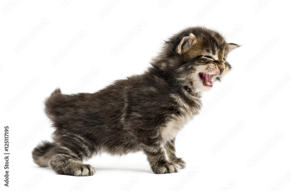 Side view of a Maine coon kitten meowing
