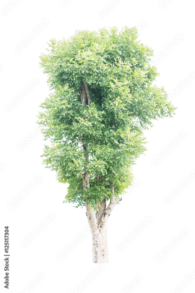 Fototapeta premium Trees isolated on white background