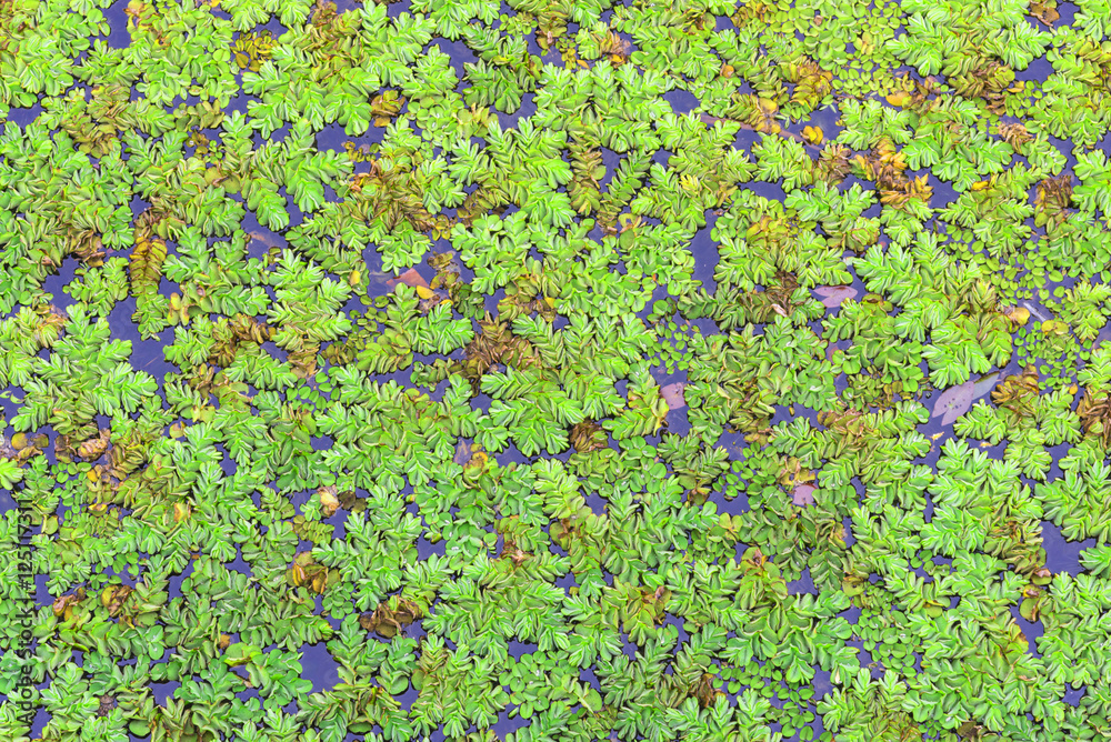 Many small water plants Many small water plants