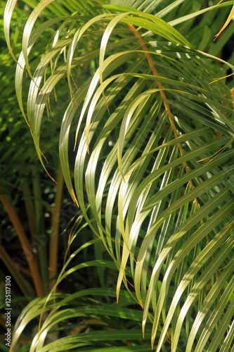 Tropical rainforest tree leaf