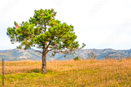 Landscape with alone pine tree