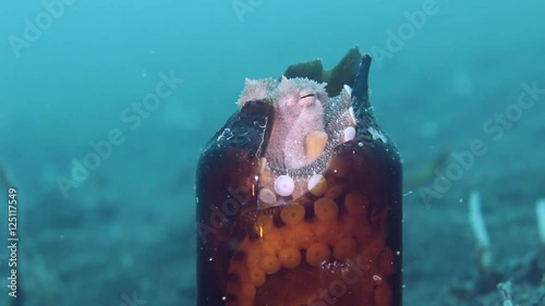 Coconut (Veined) Octopus inside a broken glass bottle on the seabed