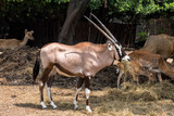 Gemsbok (Oryx gazella) is eating dry grass.