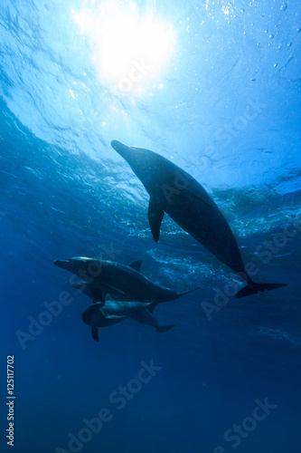 Dolphin © 穣 安藤