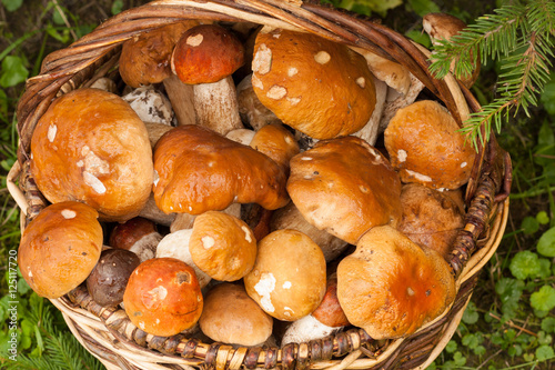 Fresh Edible Mushrooms In Wicker Basket In Autumn Forest, Close Up. Boletus Edulis. Wicker Basket With Mushrooms Boletus Edulis In Forest.
