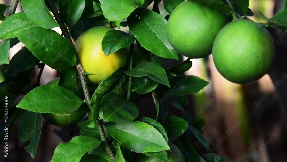 Lime Tree close up tilt. Lime Tree close up tilt.