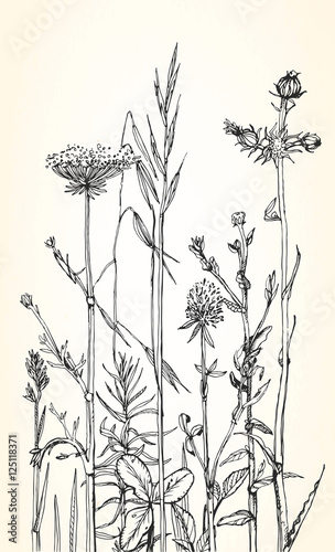 Hand drawn illustration of herbs and wild flowers. Vector