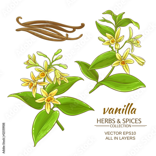 vanilla vector set