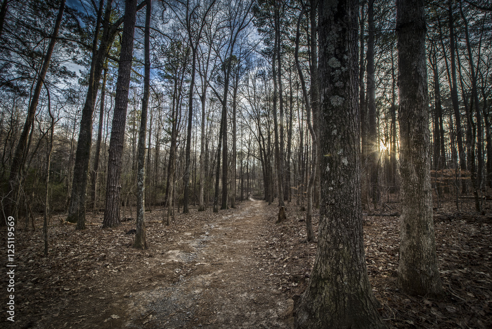 Obraz premium Autumn Forest