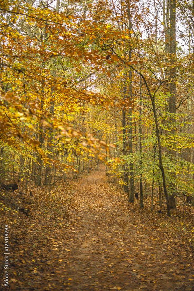 Obraz premium Autumn Forest