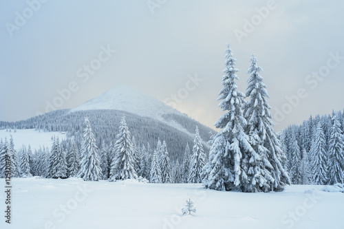 Christmas landscape with fir tree in the snow