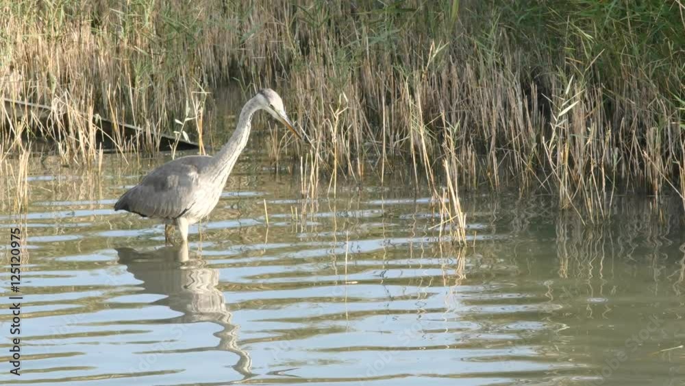 héron attrapant un poisson (4k)