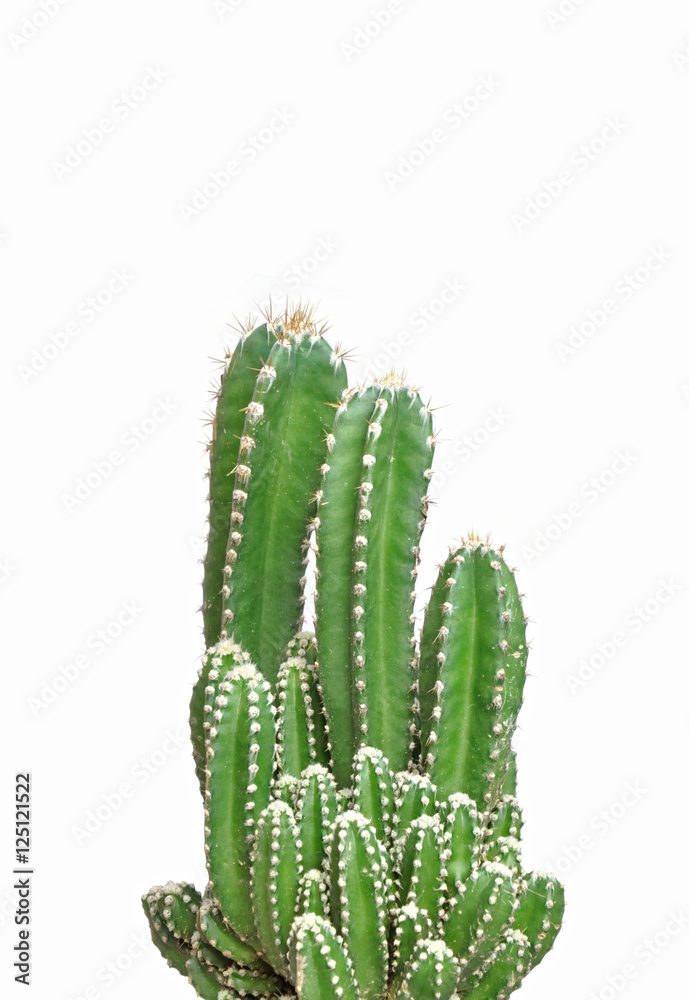 Cactus isolated on white background
