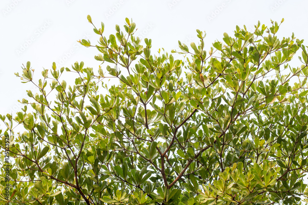 green treetop with sky,copy space,small leaf of treetop from natural