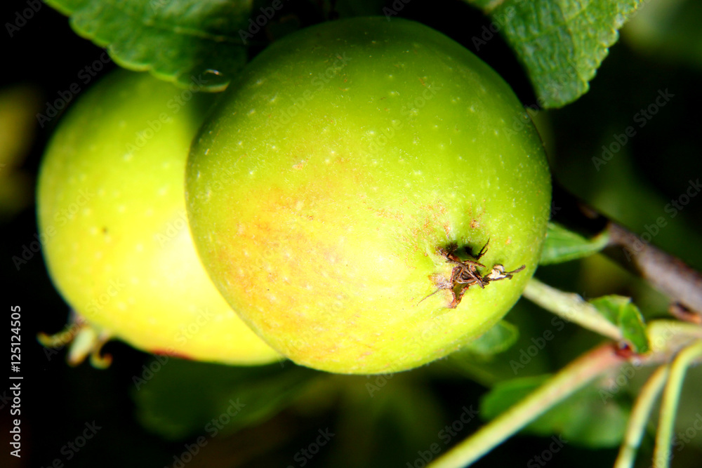 Two yellow green natural organic apples on branch tree Two yellow green natural organic apples on branch tree