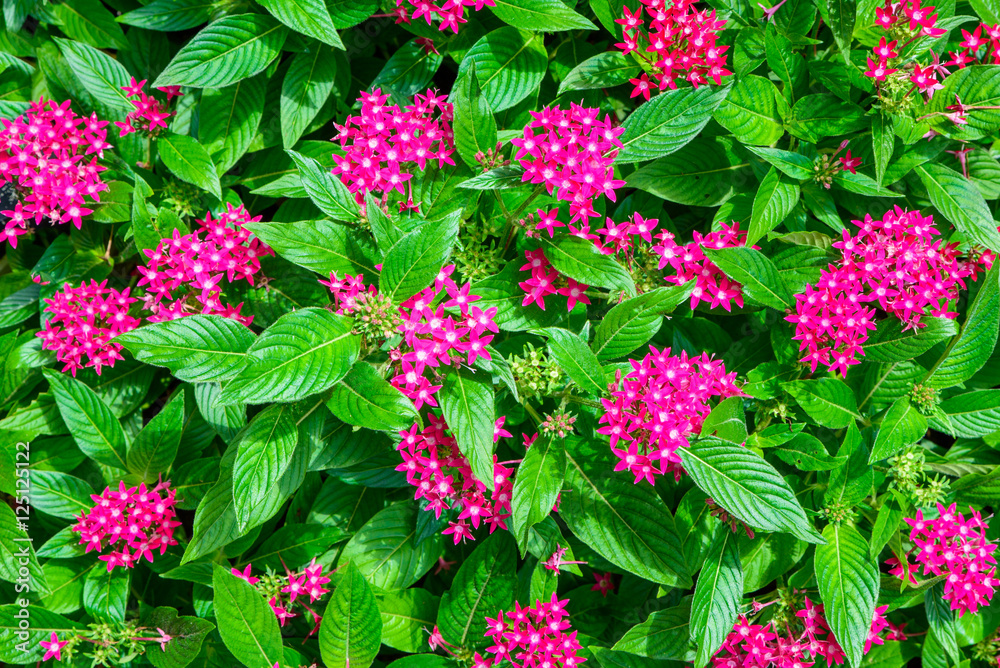 Little pink daisy flower vibrant color with leaves Little pink daisy flower vibrant color with leaves