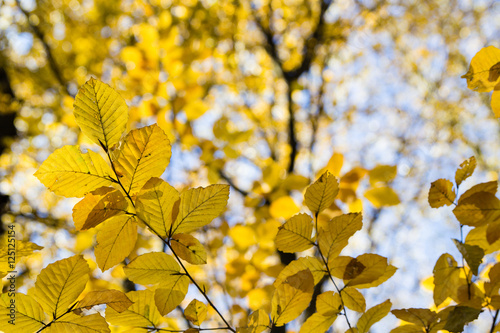 bright yellow leaves in october sunlight in autumn forest background