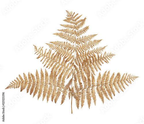 Dried fern leaves isolated on white background