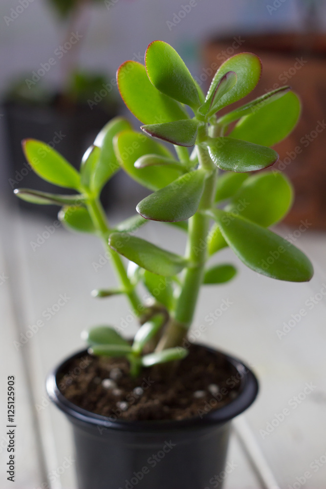 The succulent plant Crassula ovata known as Jade Plant or Money Plant in black pot. The succulent plant Crassula ovata known as Jade Plant or Money Plant in black pot.
