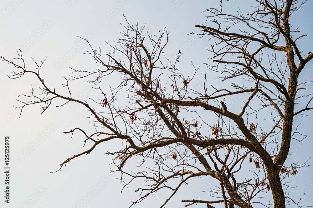 Dry tree branch silhouette over blue sky background Dry tree branch silhouette over blue sky background