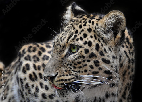 Leopard neugierig