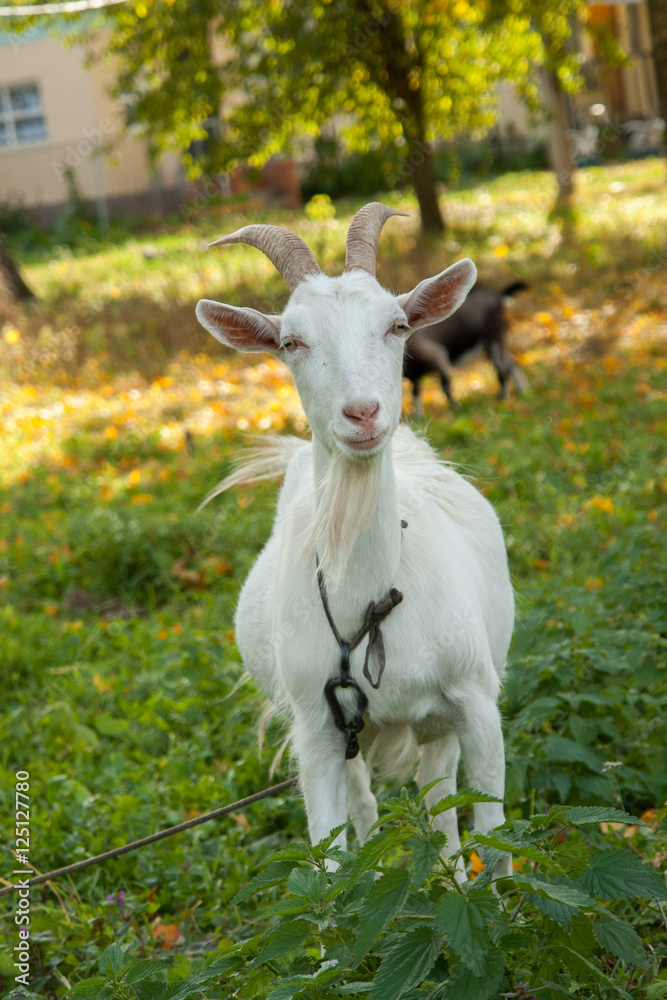 White and brown goat at the village on autumn grass. Ranch or farm. White and brown goat at the village on autumn grass. Ranch or farm.