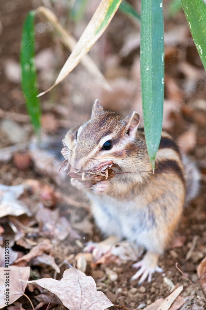 シマリス コレクション シマリス コレクション