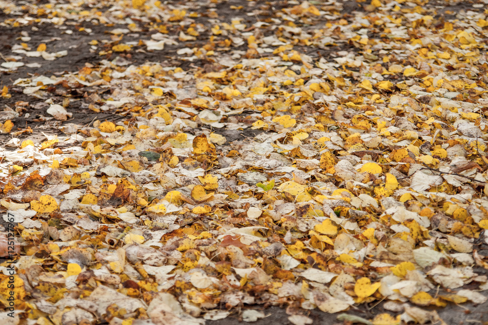 Yellow and orange autumn leaves in fall park.