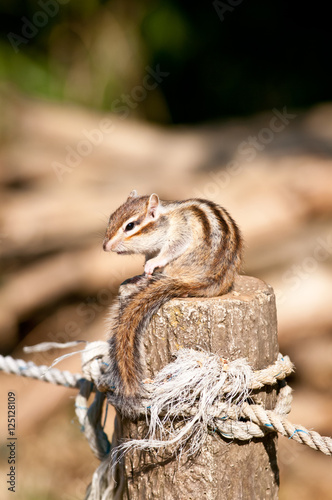 シマリス コレクション