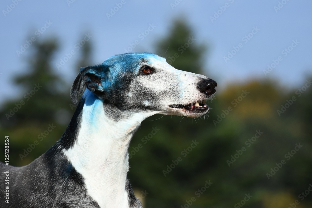 Galgo Espanol mit bunter Holi Farbe