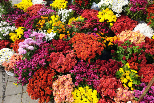 Background of chrysanthemums different colors
